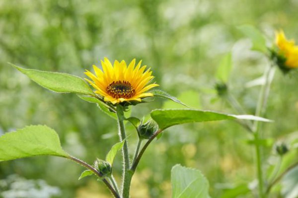 生性懒惰却有富贵命的星座女