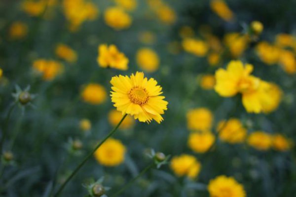 生性懒惰却有富贵命的星座女