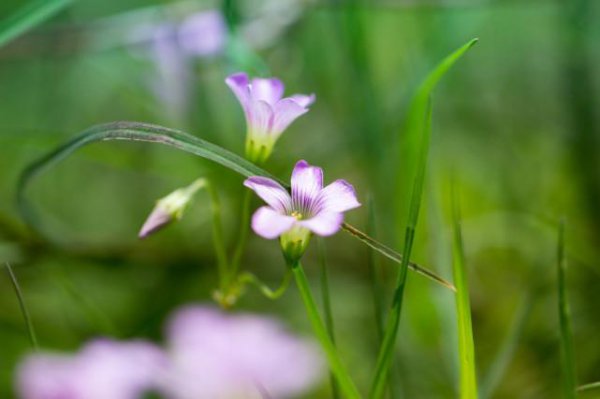 生性懒惰却有富贵命的星座女