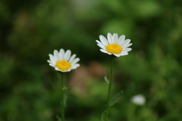 生性懒惰却有富贵命的星座女