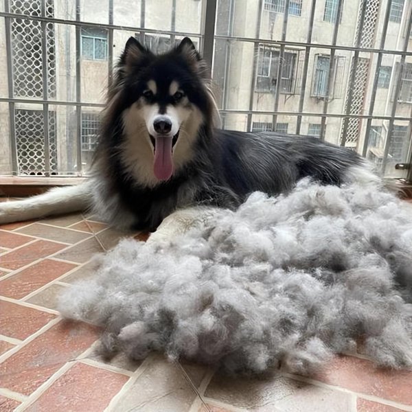 世界三大傻狗是哪三种