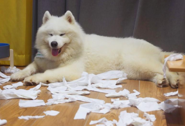 世界三大傻狗是哪三种