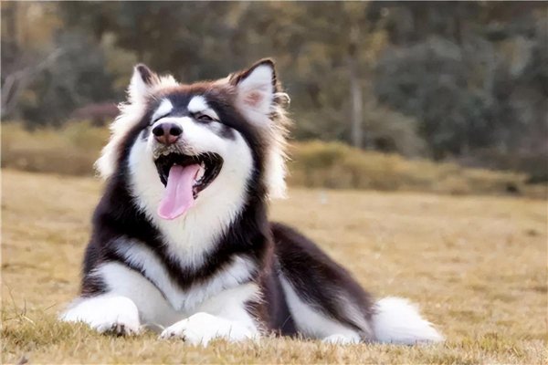 世界三大傻狗是哪三种