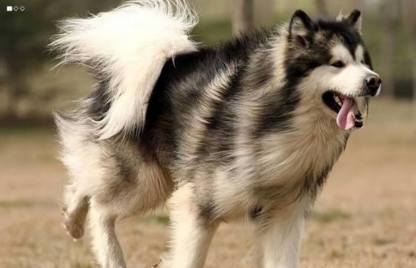 世界三大傻狗是哪三种