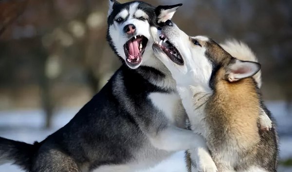 世界三大傻狗是哪三种