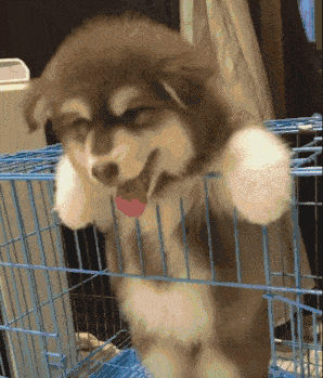 世界三大傻狗是哪三种