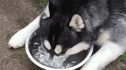 世界三大傻狗是哪三种