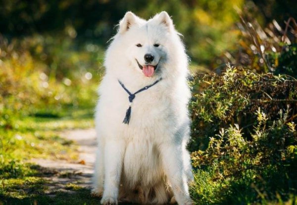 世界三大傻狗是哪三种