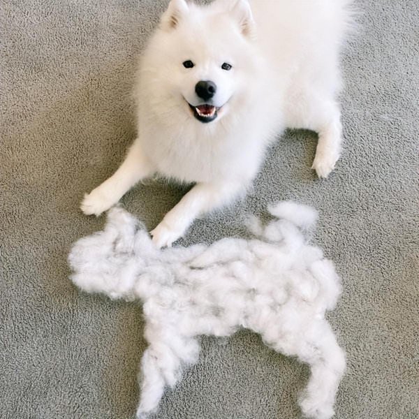 世界三大傻狗是哪三种