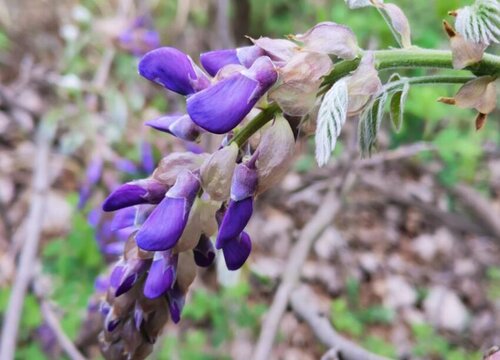 葛花和槐花一样吗 分别长什么样子