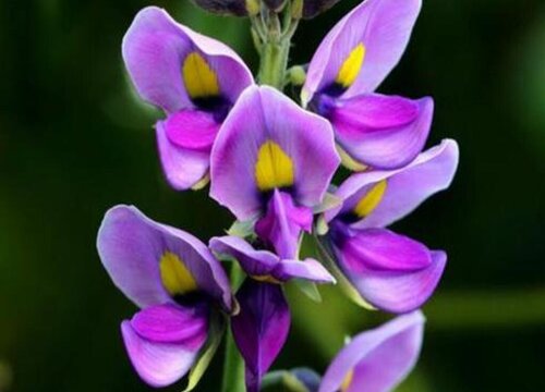 葛花和槐花一样吗 分别长什么样子