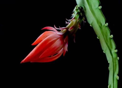 仙人剑怎么剪枝