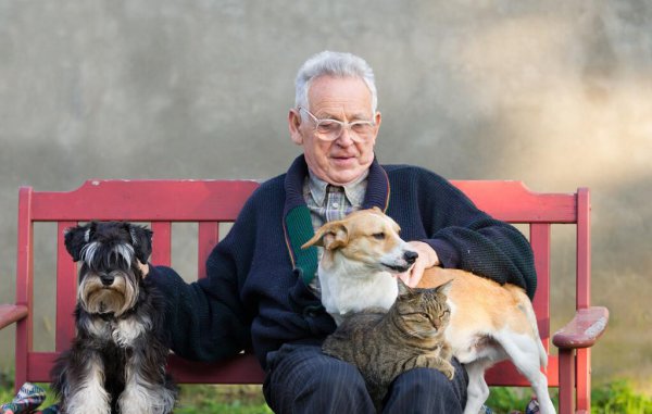 狗狗受内伤去世前兆有哪些