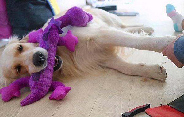 狗狗受内伤去世前兆有哪些