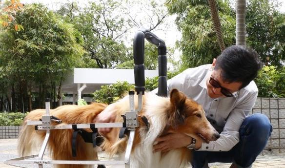 狗狗受内伤去世前兆有哪些