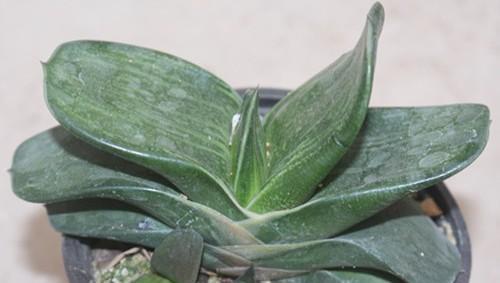 卧牛多肉植物怎么人工授粉