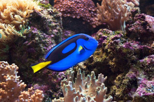 多莉是什么鱼品种