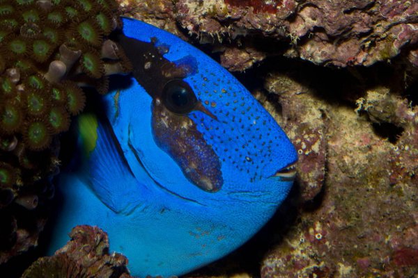 多莉是什么鱼品种