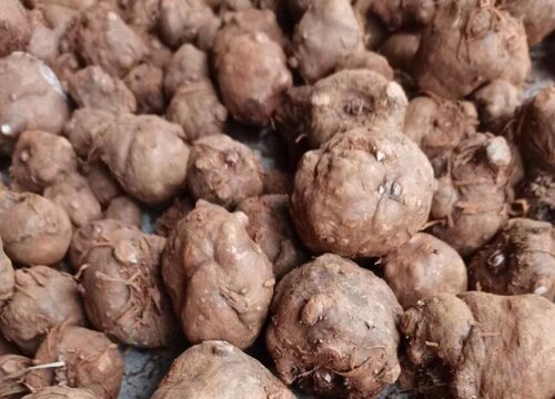 2023年魔芋价格会高不