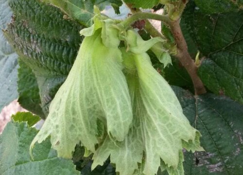 大榛子病虫害防治技术与方法措施