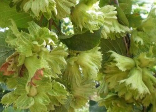 大榛子病虫害防治技术与方法措施