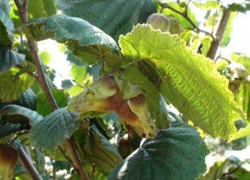 大榛子病虫害防治技术与方法措施