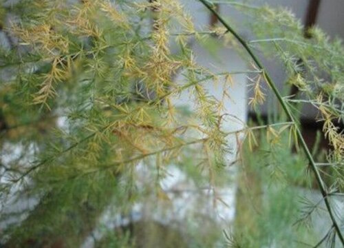 文竹叶子干枯怎么回事