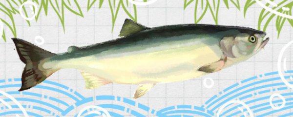 三文鱼和大马哈鱼的区别