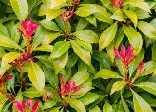 红叶石楠炭疽病的发病原因与治疗方法