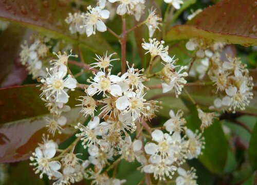 红叶石楠炭疽病的发病原因与治疗方法