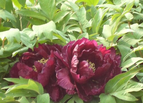 牡丹花怎么过冬天