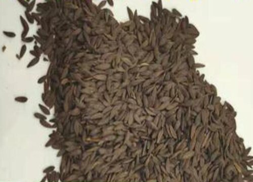 莜麦和燕麦是同一种植物吗