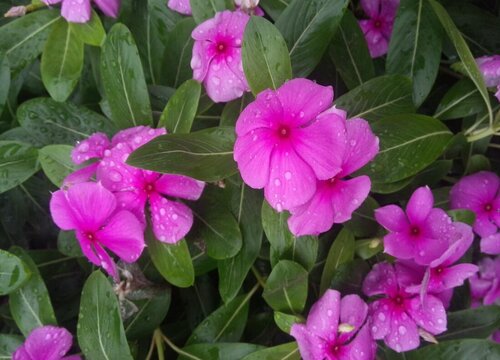 五瓣莲不开花怎么回事