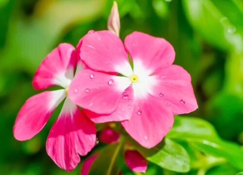 五瓣莲不开花怎么回事