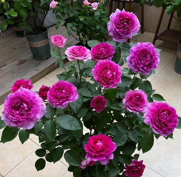 月季花浇水的正确方法和注意事项