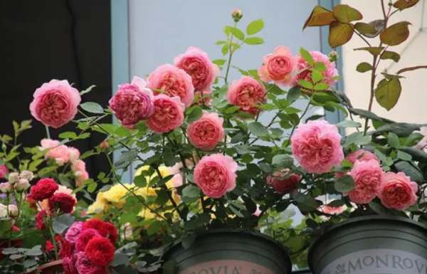 月季花浇水的正确方法和注意事项