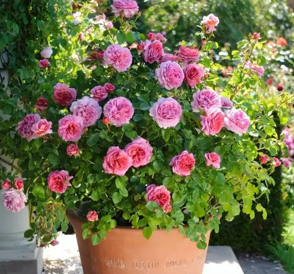 月季花浇水的正确方法和注意事项