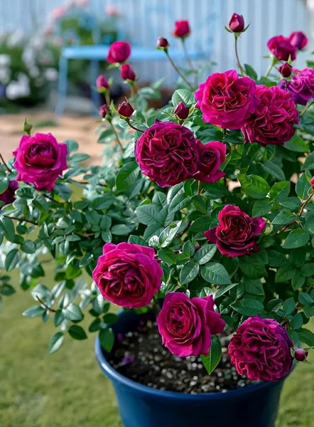 月季花浇水的正确方法和注意事项