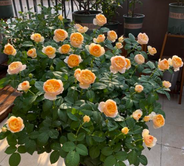 月季花浇水的正确方法和注意事项