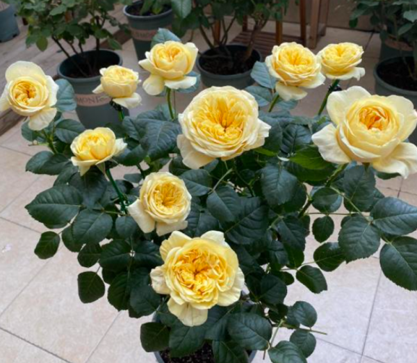 月季花浇水的正确方法和注意事项