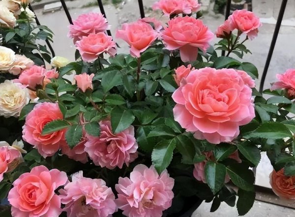 月季花浇水的正确方法和注意事项