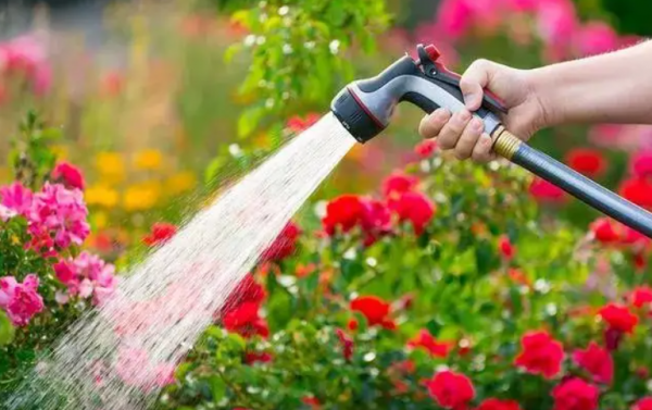 月季花浇水的正确方法和注意事项