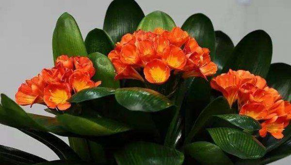 君子兰什么情况下浇水