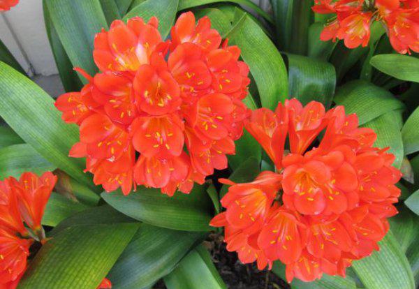 君子兰什么情况下浇水