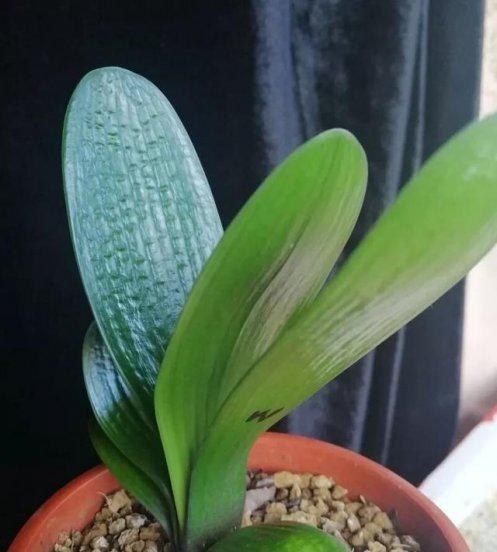 君子兰什么情况下浇水