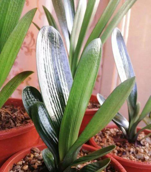 君子兰什么情况下浇水