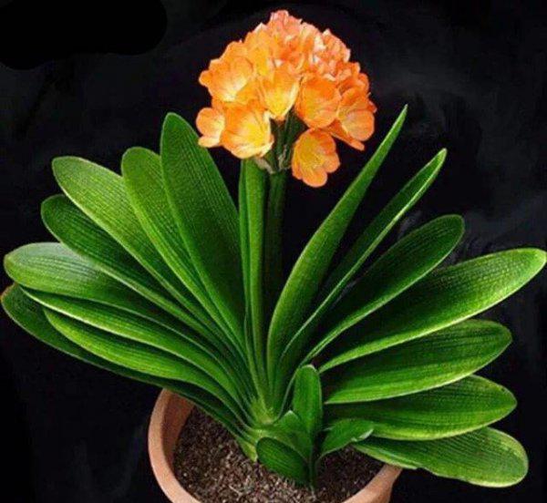 君子兰什么情况下浇水