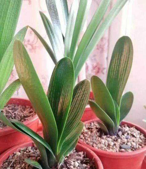 君子兰什么情况下浇水