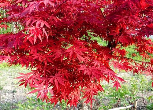 枫树适合在什么地方生长