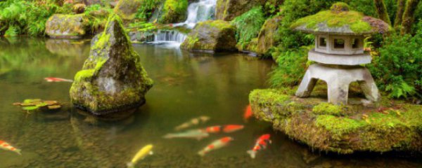 庭院鱼塘适合种什么花卉